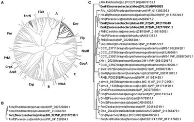 FnrL and Three Dnr Regulators Are Used for the Metabolic Adaptation to Low Oxygen Tension in Dinoroseobacter shibae